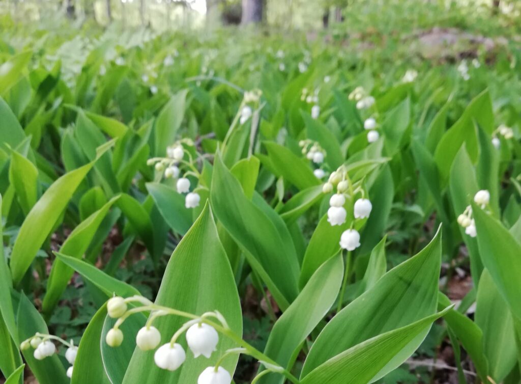 Våra öppettider Valborgshelgen